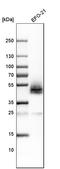 Podoplanin antibody, HPA007534, Atlas Antibodies, Western Blot image 