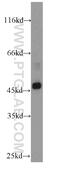 Histone-lysine N-methyltransferase SUV39H1 antibody, 10574-1-AP, Proteintech Group, Western Blot image 