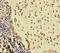 R-Spondin 3 antibody, LS-C398112, Lifespan Biosciences, Immunohistochemistry paraffin image 