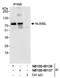 NUMB Like Endocytic Adaptor Protein antibody, NB100-88137, Novus Biologicals, Western Blot image 