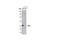 MTOR Associated Protein, LST8 Homolog antibody, 3274T, Cell Signaling Technology, Western Blot image 