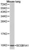 Secretoglobin Family 1A Member 1 antibody, LS-C192927, Lifespan Biosciences, Western Blot image 