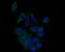 BCL2 Like 12 antibody, NBP2-80451, Novus Biologicals, Immunofluorescence image 