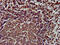 SLAM Family Member 6 antibody, CSB-PA021368LA01HU, Cusabio, Immunohistochemistry paraffin image 