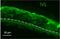 Involucrin antibody, NBP2-33742, Novus Biologicals, Immunohistochemistry paraffin image 