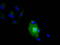 Interleukin 36 Alpha antibody, TA501459, Origene, Immunofluorescence image 