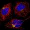 Rab6-interacting protein 1 antibody, NBP2-30981, Novus Biologicals, Immunocytochemistry image 