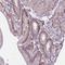 Chromobox 6 antibody, NBP2-14441, Novus Biologicals, Immunohistochemistry frozen image 