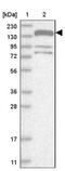 Cingulin antibody, NBP1-89601, Novus Biologicals, Western Blot image 