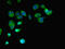 GPR43 antibody, LS-C396418, Lifespan Biosciences, Immunofluorescence image 