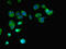 Free Fatty Acid Receptor 2 antibody, LS-C396418, Lifespan Biosciences, Immunofluorescence image 