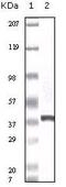 CACYBP antibody, MA5-15272, Invitrogen Antibodies, Western Blot image 