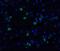 Caspase 10 antibody, A02190, Boster Biological Technology, Immunofluorescence image 