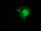 Fibroblast Growth Factor 21 antibody, LS-C172901, Lifespan Biosciences, Immunofluorescence image 