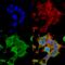 Amiloride-sensitive cation channel 2, neuronal antibody, SMC-427D-STR, StressMarq, Immunofluorescence image 