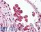 Toll Like Receptor 8 antibody, LS-C114224, Lifespan Biosciences, Immunohistochemistry frozen image 