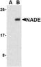 Brain Expressed X-Linked 3 antibody, NBP1-77149, Novus Biologicals, Western Blot image 