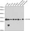 Coiled-Coil-Helix-Coiled-Coil-Helix Domain Containing 3 antibody, 23-673, ProSci, Western Blot image 