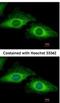 Programmed Cell Death 5 antibody, NBP2-19740, Novus Biologicals, Immunofluorescence image 