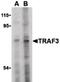 CRAF1 antibody, orb87381, Biorbyt, Western Blot image 