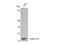 Mitochondrial Ribosomal Protein S12 antibody, STJ94239, St John