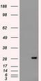 Fibroblast Growth Factor 2 antibody, LS-C114423, Lifespan Biosciences, Western Blot image 