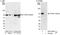 Protein Tyrosine Phosphatase Non-Receptor Type 11 antibody, A301-544A, Bethyl Labs, Immunoprecipitation image 