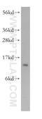 Coiled-coil-helix-coiled-coil-helix domain-containing protein 1 antibody, 11728-1-AP, Proteintech Group, Western Blot image 