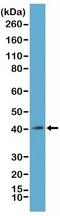 H2A Histone Family Member Y antibody, NBP2-61494, Novus Biologicals, Western Blot image 