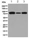 Protein Kinase C Substrate 80K-H antibody, ab134071, Abcam, Western Blot image 
