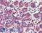Insulin Induced Gene 1 antibody, LS-C141462, Lifespan Biosciences, Immunohistochemistry paraffin image 