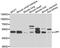 Lipase F, Gastric Type antibody, A7016, ABclonal Technology, Western Blot image 