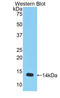 MSTN antibody, LS-C300104, Lifespan Biosciences, Western Blot image 