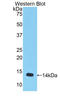 Growth/differentiation factor 8 antibody, LS-C300104, Lifespan Biosciences, Western Blot image 