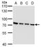 SLU7 Homolog, Splicing Factor antibody, NBP2-43793, Novus Biologicals, Western Blot image 