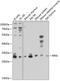 Ribose 5-Phosphate Isomerase A antibody, GTX66545, GeneTex, Western Blot image 