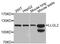LLGL Scribble Cell Polarity Complex Component 2 antibody, orb374030, Biorbyt, Western Blot image 