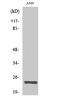 Mitochondrial Ribosomal Protein L13 antibody, A13508-1, Boster Biological Technology, Western Blot image 