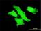 Membrane Palmitoylated Protein 1 antibody, H00004354-M01, Novus Biologicals, Immunofluorescence image 