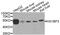 HCLS1 Binding Protein 3 antibody, PA5-76359, Invitrogen Antibodies, Western Blot image 