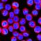 Transmembrane Protein 173 antibody, MAB7169, R&D Systems, Immunofluorescence image 