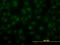 Aryl Hydrocarbon Receptor Nuclear Translocator antibody, LS-B6007, Lifespan Biosciences, Immunofluorescence image 