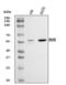 Ring Finger Protein 8 antibody, A00707-2, Boster Biological Technology, Western Blot image 