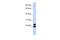 Paired Related Homeobox 2 antibody, PA5-41576, Invitrogen Antibodies, Western Blot image 
