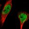 RNA Binding Motif Protein 33 antibody, HPA021768, Atlas Antibodies, Immunofluorescence image 