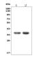 Interferon Regulatory Factor 1 antibody, A00580-1, Boster Biological Technology, Western Blot image 