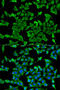 Actin Related Protein 2 antibody, 19-823, ProSci, Immunofluorescence image 
