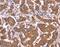 Collagen Type XX Alpha 1 Chain antibody, MBS2518122, MyBioSource, Immunohistochemistry frozen image 