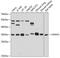 Annexin A3 antibody, 23-720, ProSci, Western Blot image 