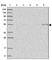 Protein phosphatase 1F antibody, HPA030990, Atlas Antibodies, Western Blot image 